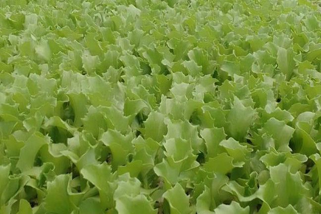Lettuce Import Export